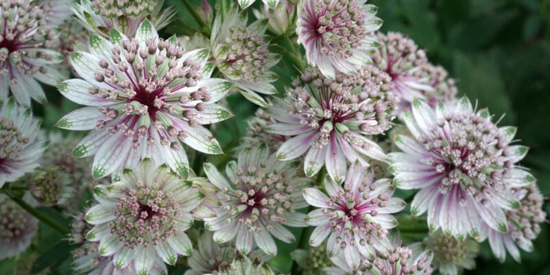 Астранция крупная (лат. Astrantia major)