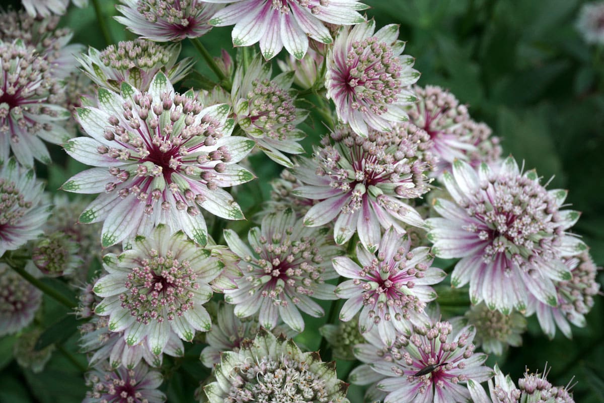 Астранция крупная (лат. Astrantia major)