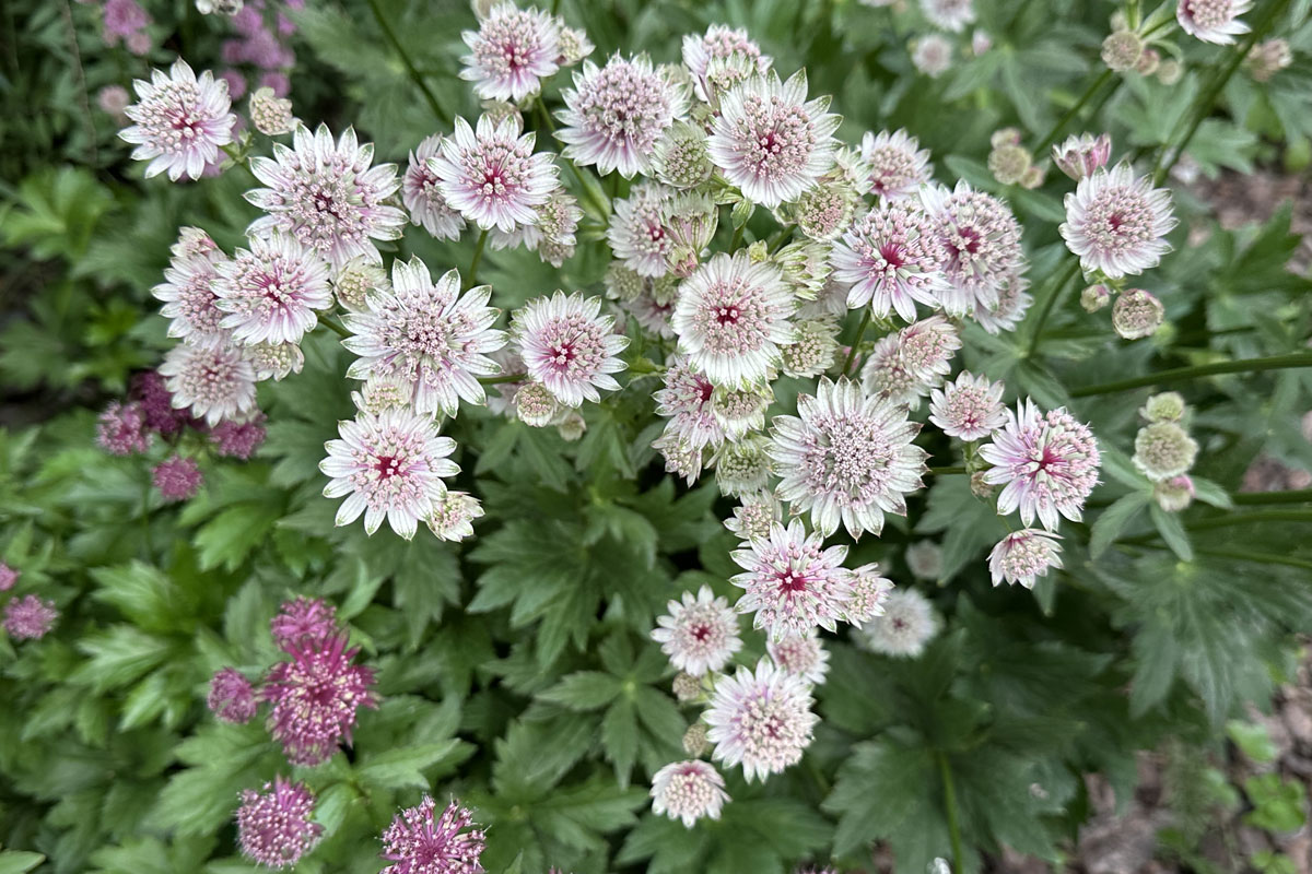 Астранция крупная (лат. Astrantia major)