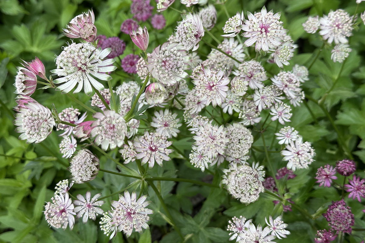 Астранция крупная (лат. Astrantia major)