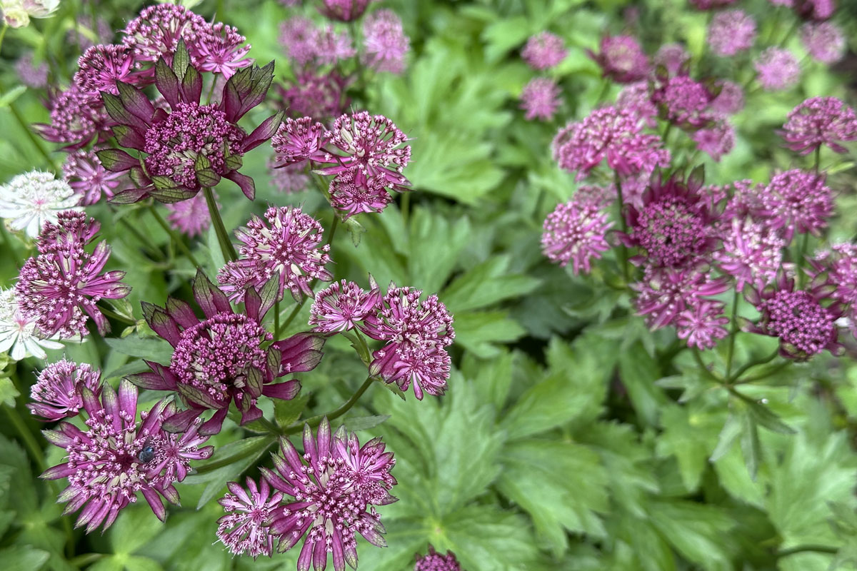 Астранция крупная (лат. Astrantia major)