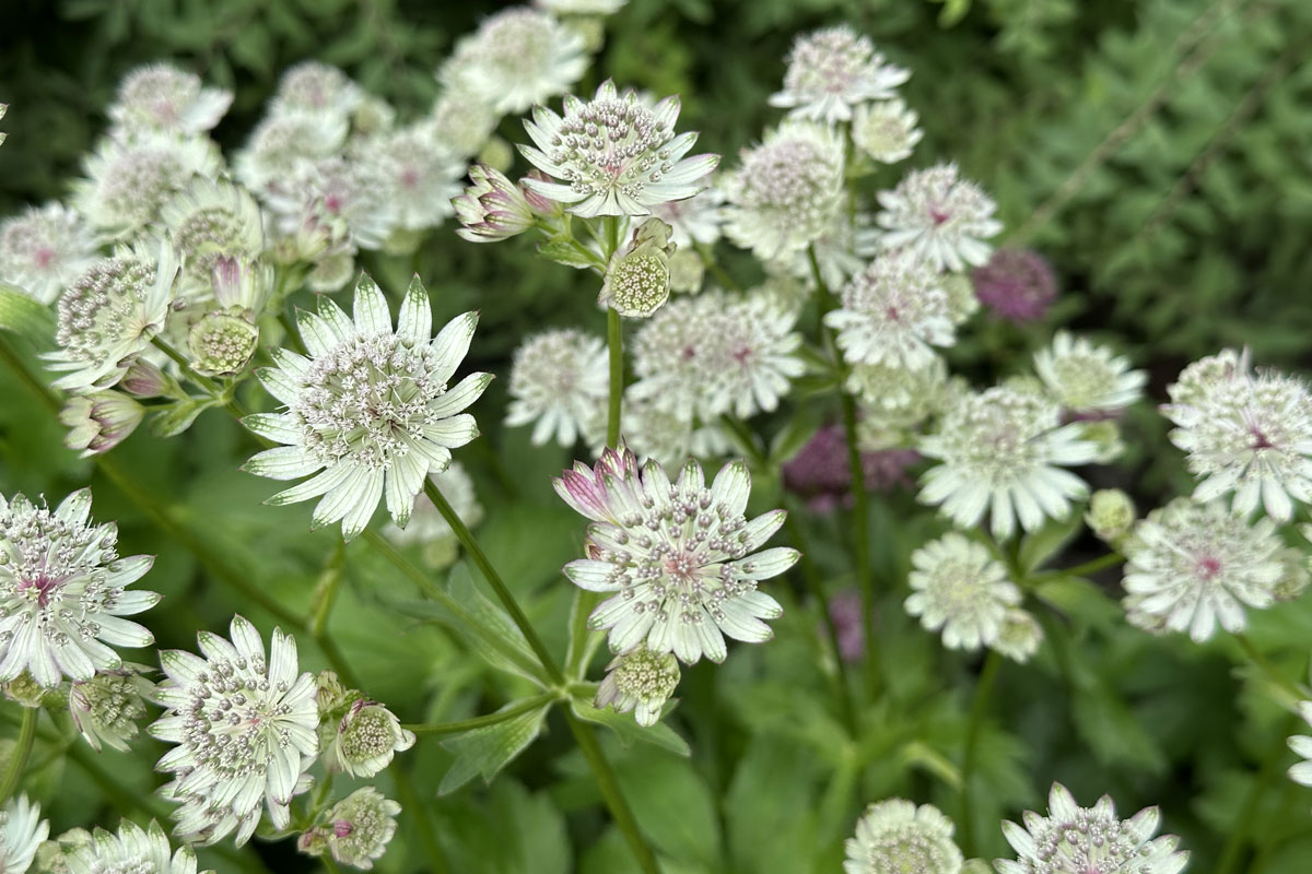 Астранция крупная (лат. Astrantia major)