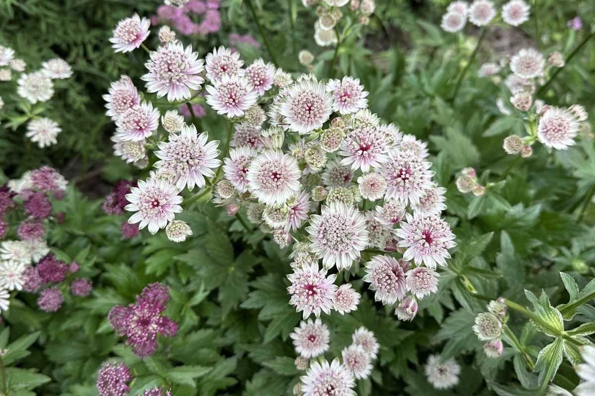 Астранция крупная (лат. Astrantia major)