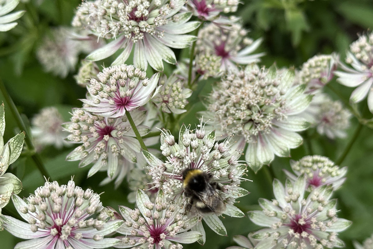 Астранция крупная (лат. Astrantia major)