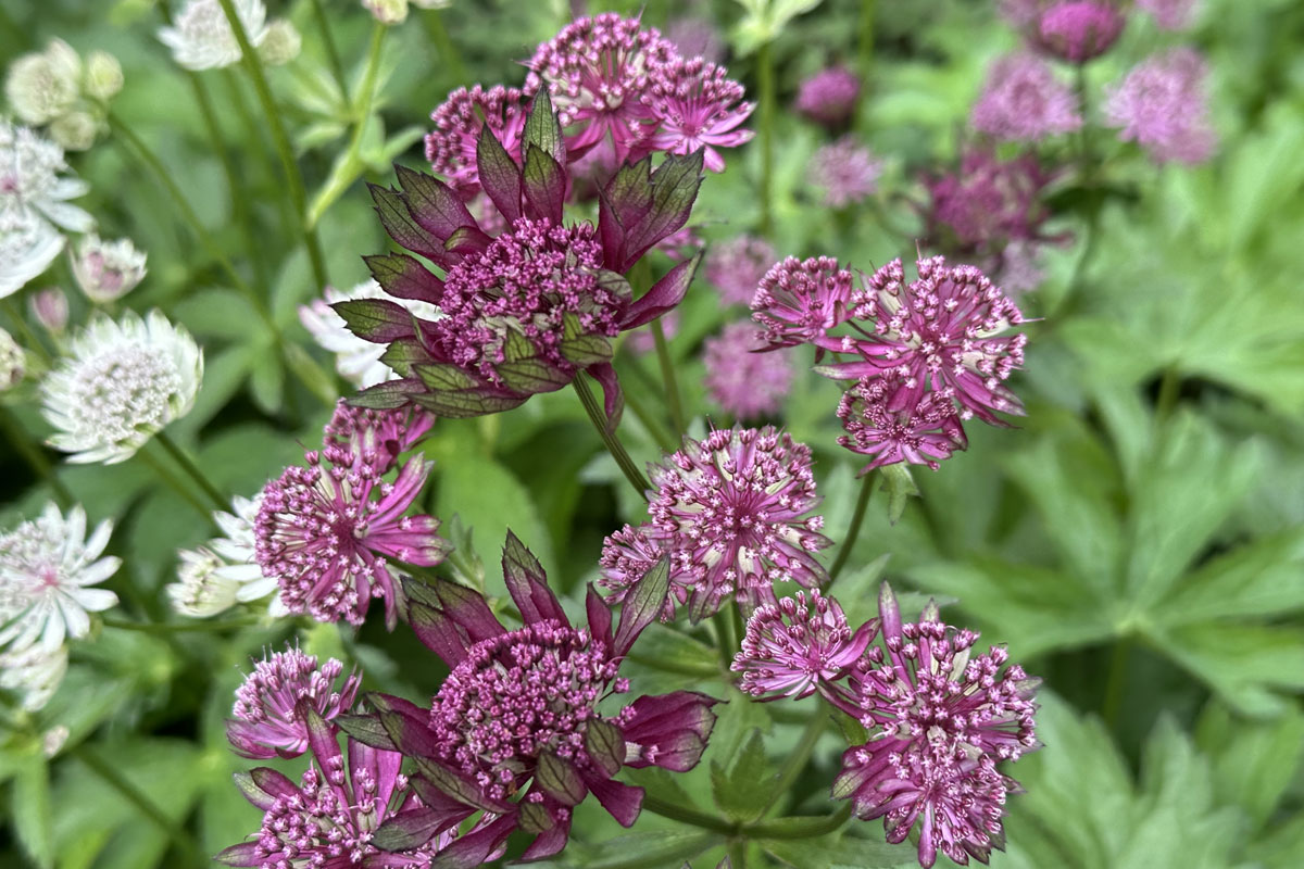 Астранция крупная (лат. Astrantia major)