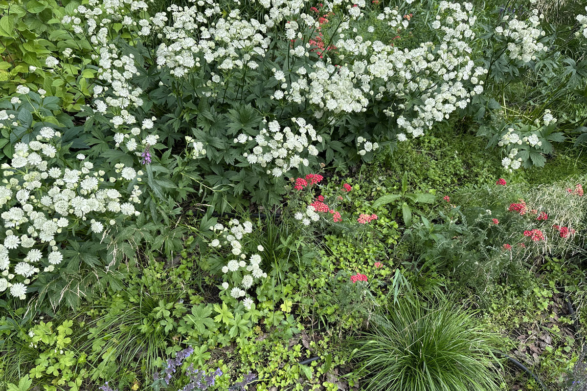 Астранция крупная (лат. Astrantia major)