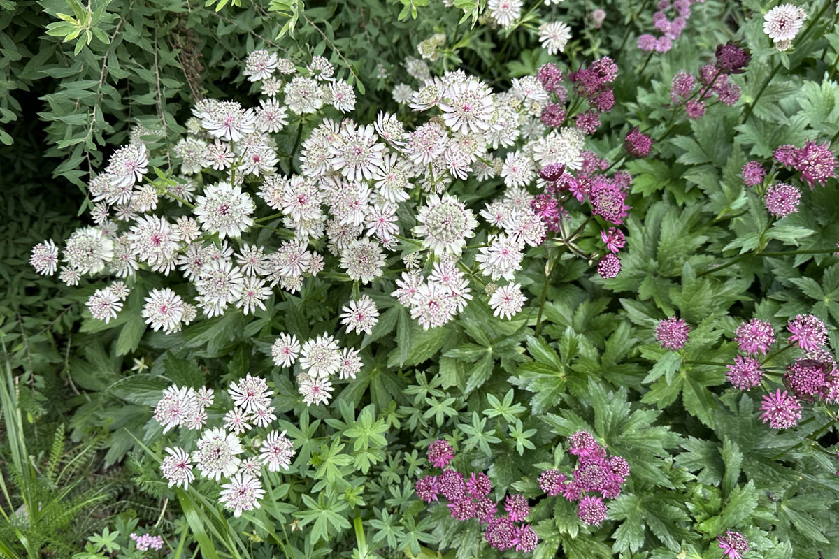 Астранция крупная (лат. Astrantia major)