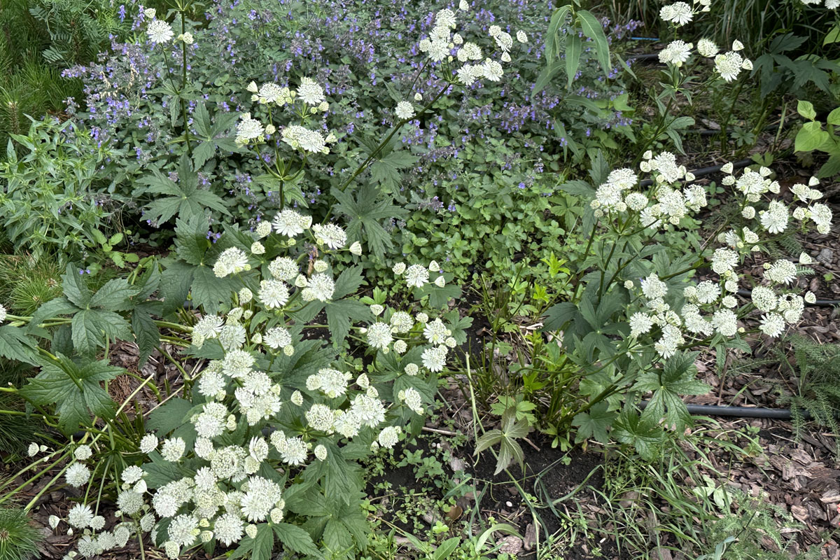 Астранция крупная (лат. Astrantia major)