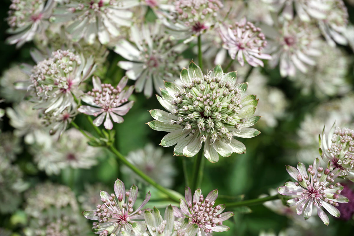 Астранция крупная (лат. Astrantia major)