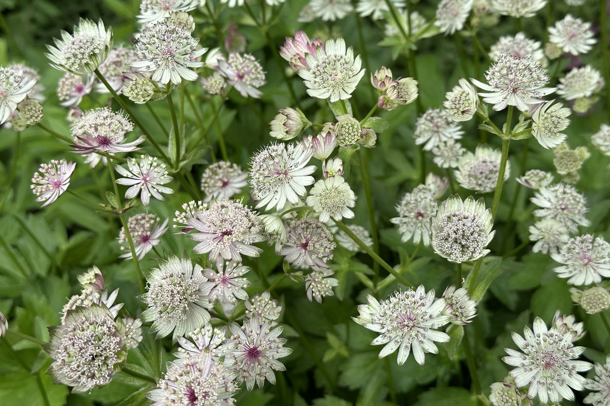 Астранция крупная (лат. Astrantia major)