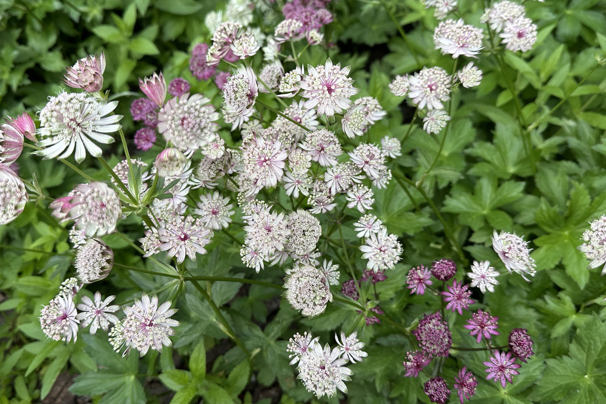 Астранция крупная (лат. Astrantia major)