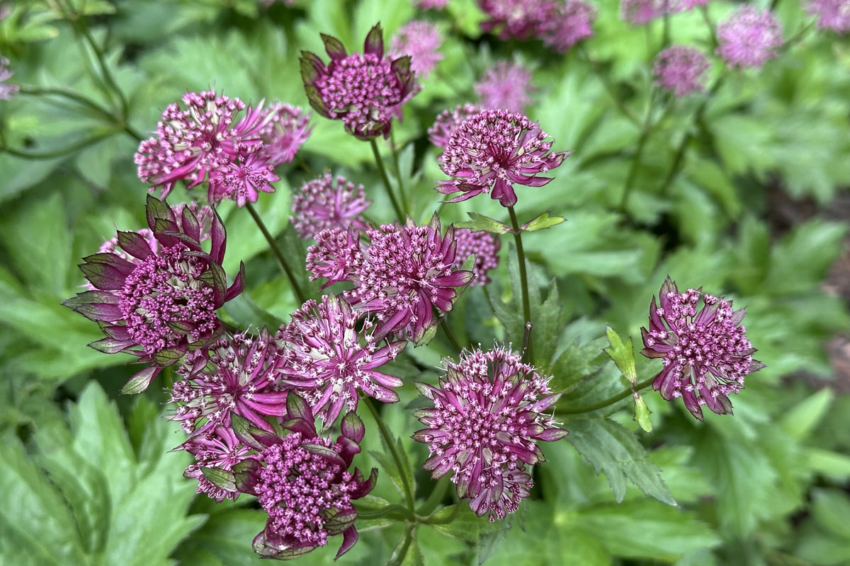 Астранция крупная (лат. Astrantia major)