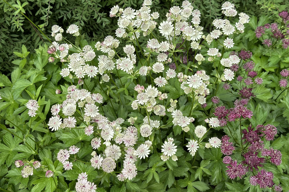 Астранция крупная (лат. Astrantia major)