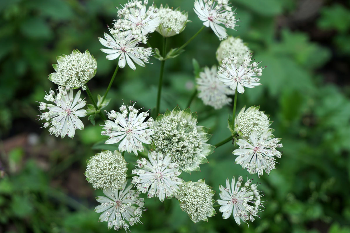 Астранция крупная (лат. Astrantia major)
