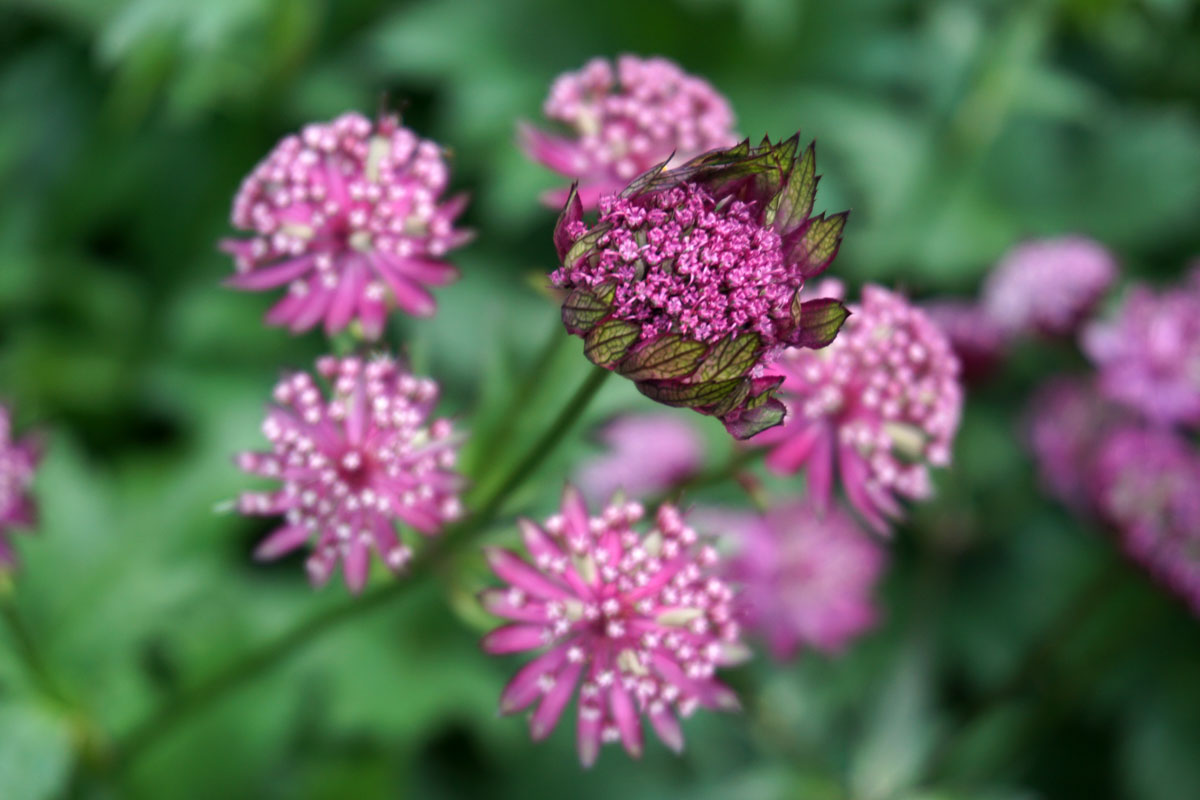 Астранция крупная (лат. Astrantia major)