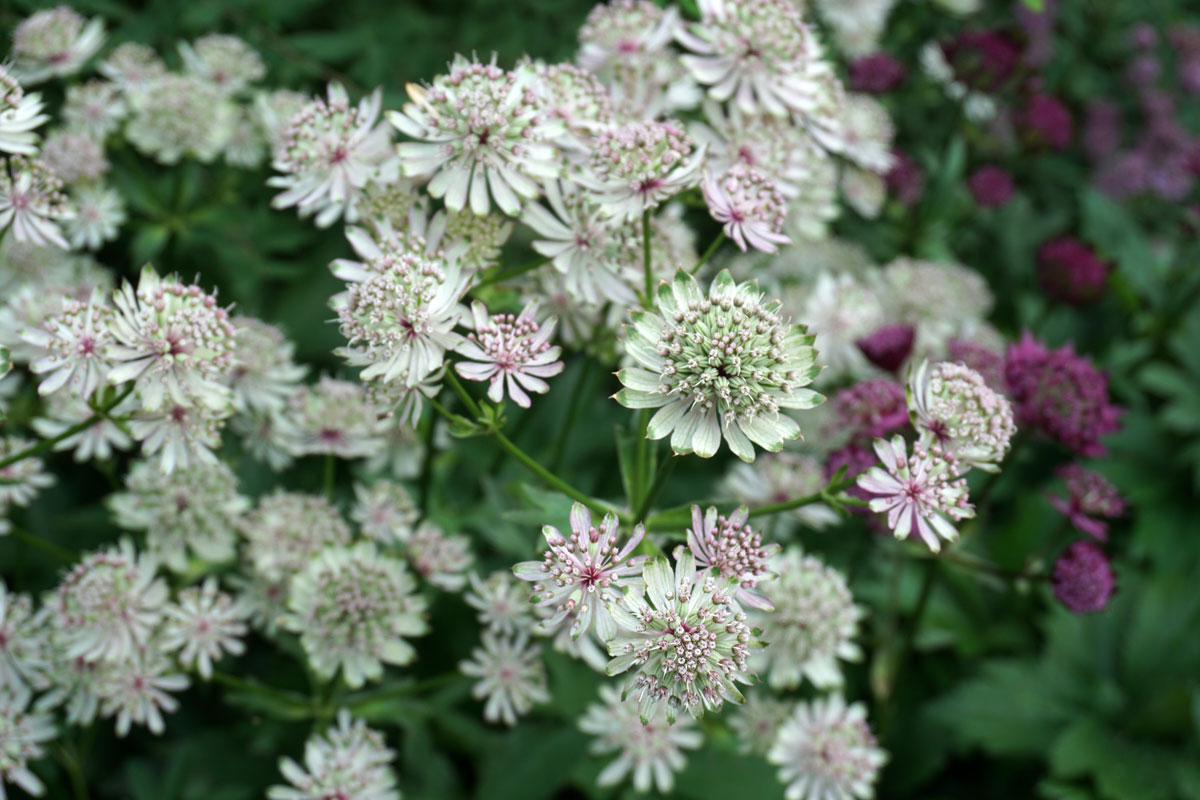 Астранция крупная (лат. Astrantia major)