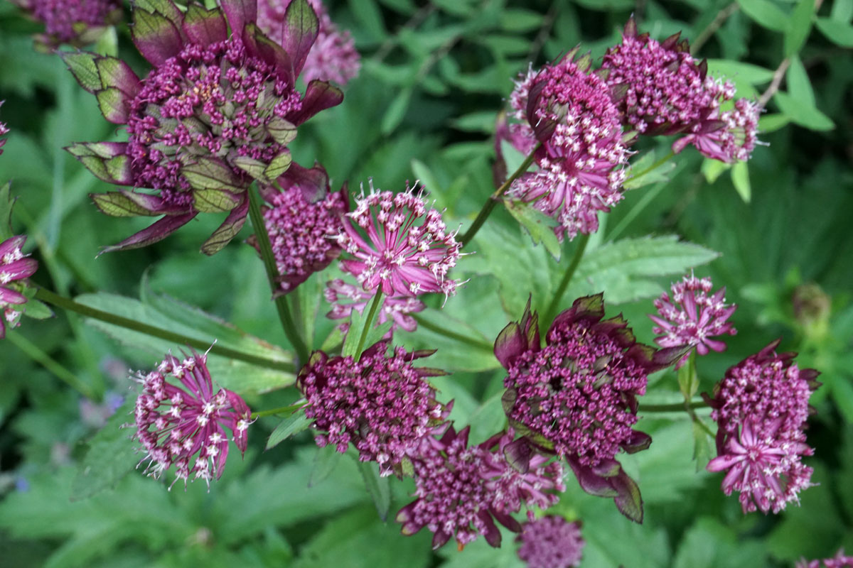 Астранция крупная (лат. Astrantia major)