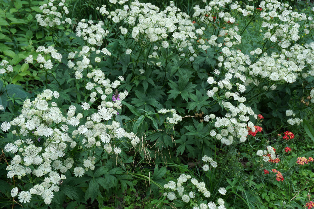 Астранция крупная (лат. Astrantia major)