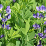 Баптизия южная (лат. Baptisia australis)