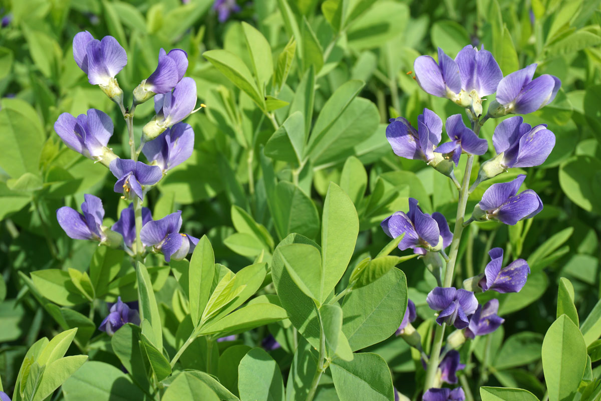 Баптизия южная (лат. Baptisia australis)