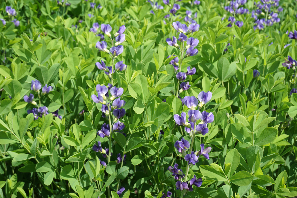 Баптизия южная (лат. Baptisia australis)