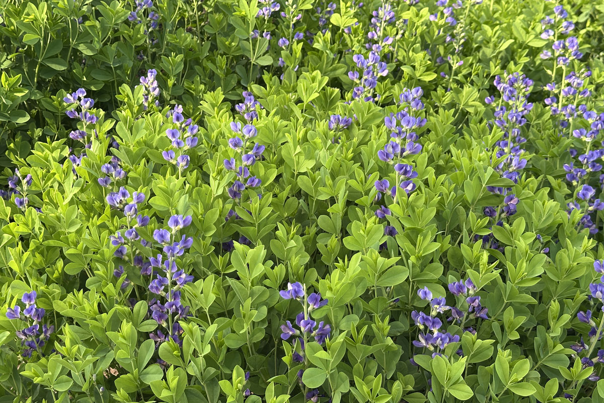 Баптизия южная (лат. Baptisia australis)