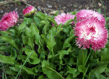 Маргаритка многолетняя (лат. Bellis perennis)