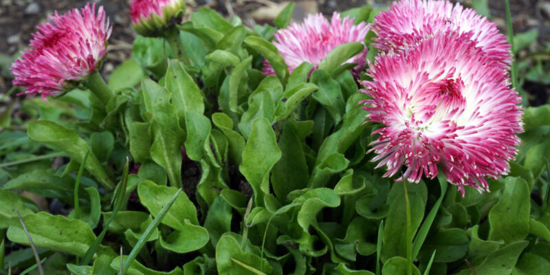 Маргаритка многолетняя (лат. Bellis perennis)