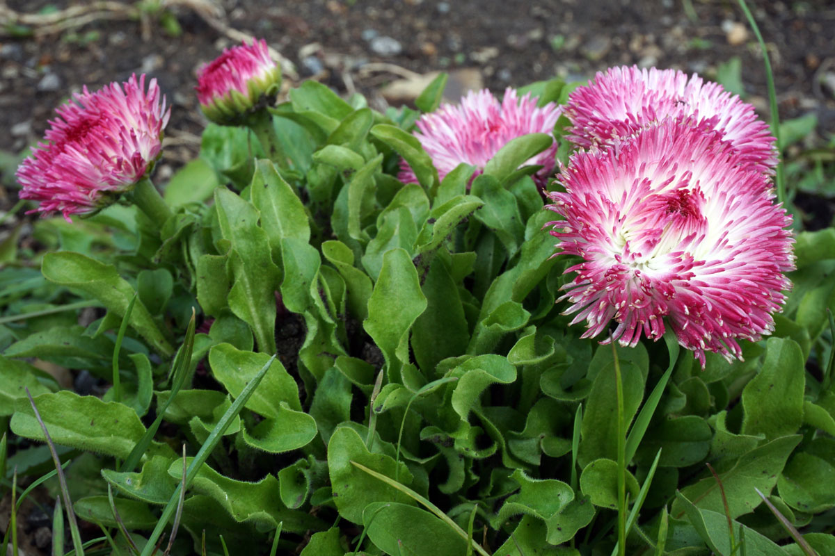 Маргаритка многолетняя (лат. Bellis perennis)