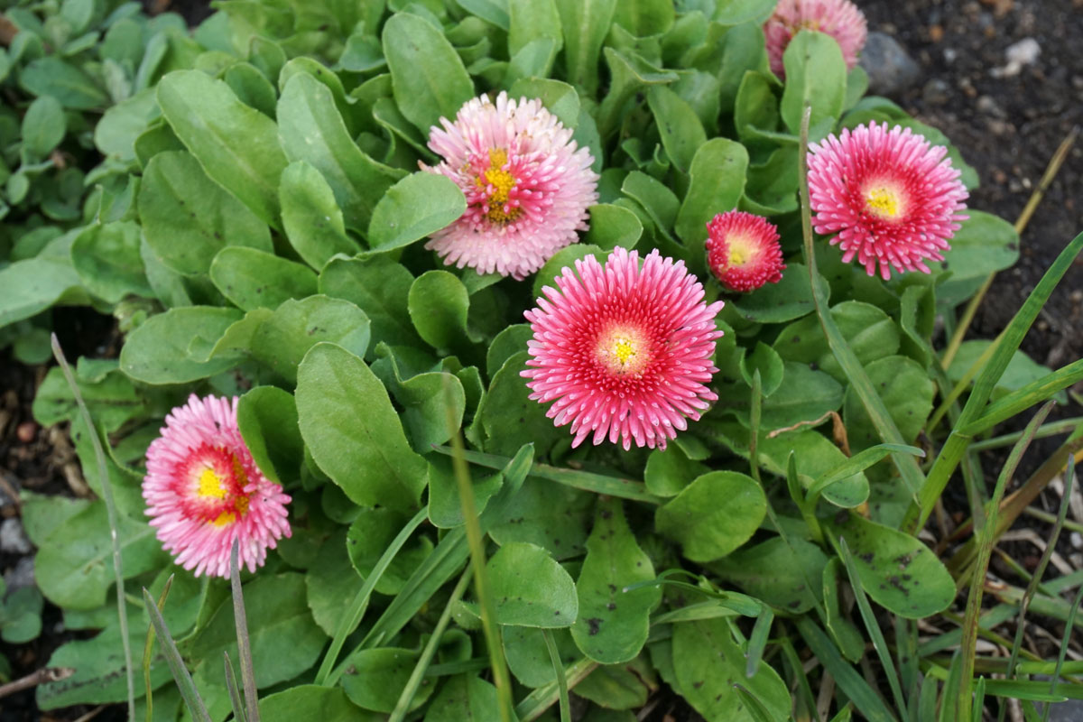 Маргаритка многолетняя (лат. Bellis perennis)