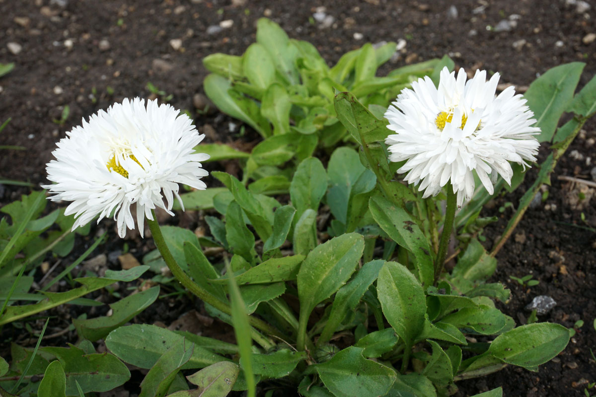 Маргаритка многолетняя (лат. Bellis perennis)
