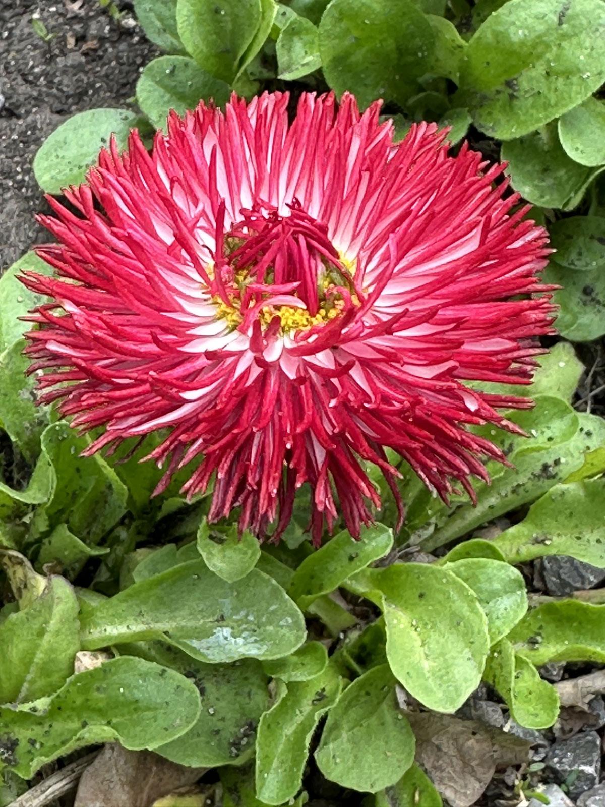 Маргаритка многолетняя (лат. Bellis perennis)