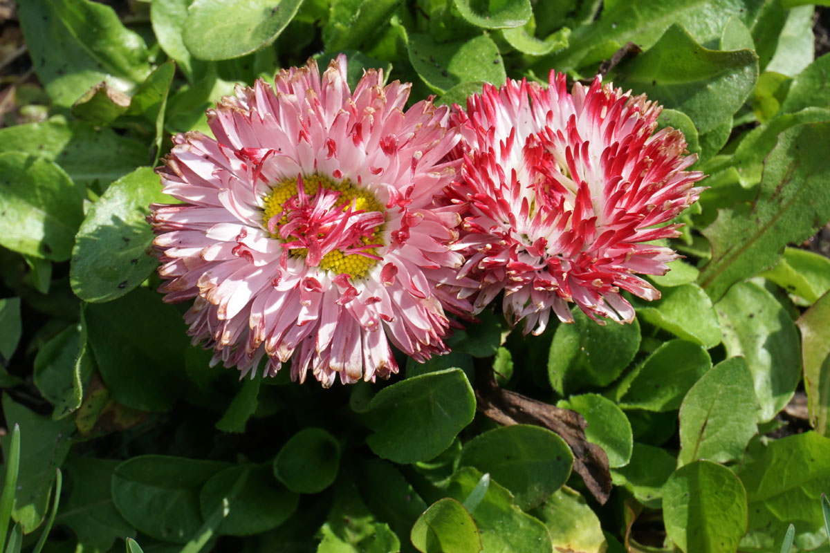 Маргаритка многолетняя (лат. Bellis perennis)