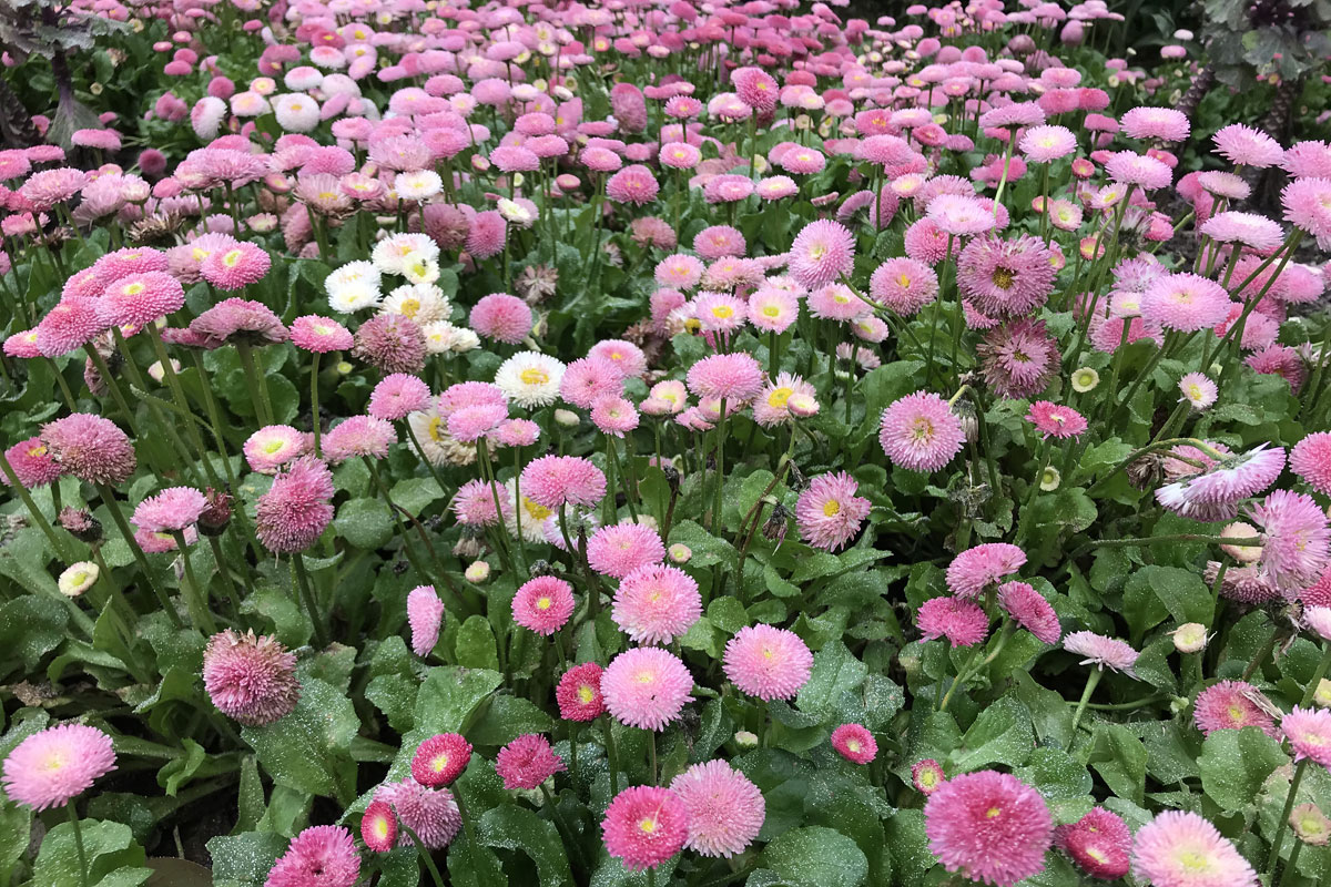 Маргаритка многолетняя (лат. Bellis perennis)