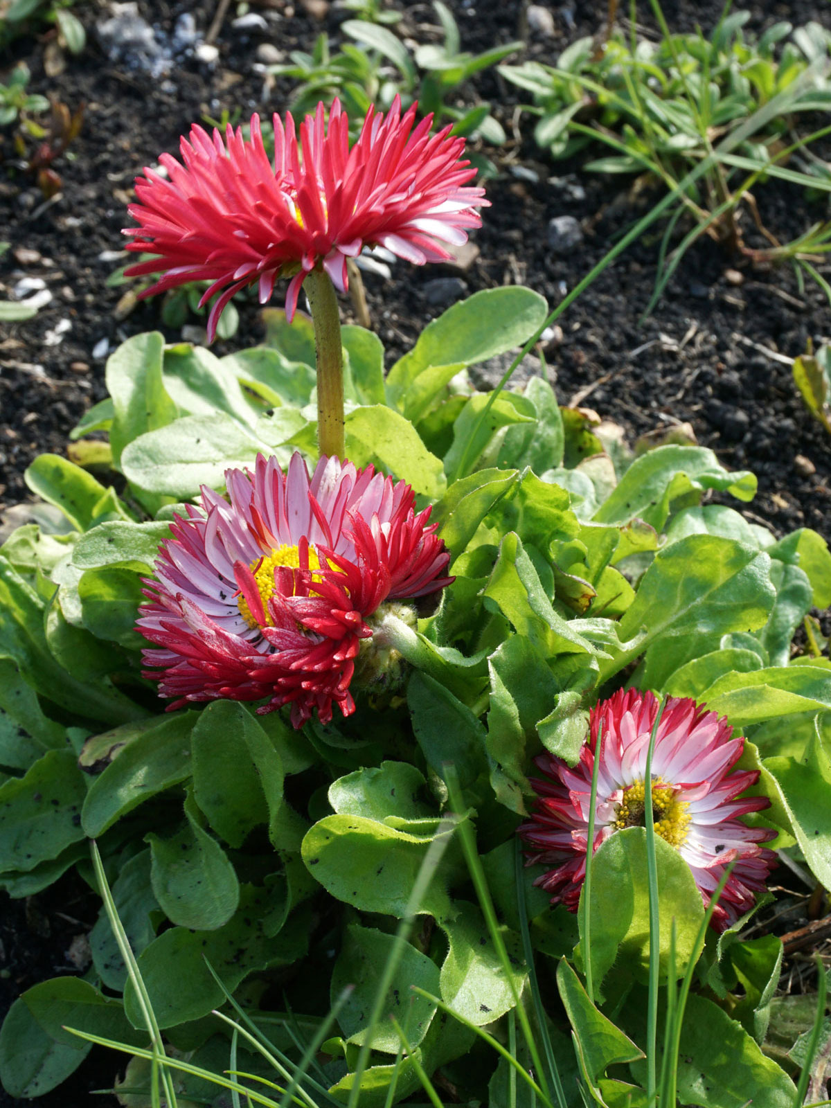 Маргаритка многолетняя (лат. Bellis perennis)