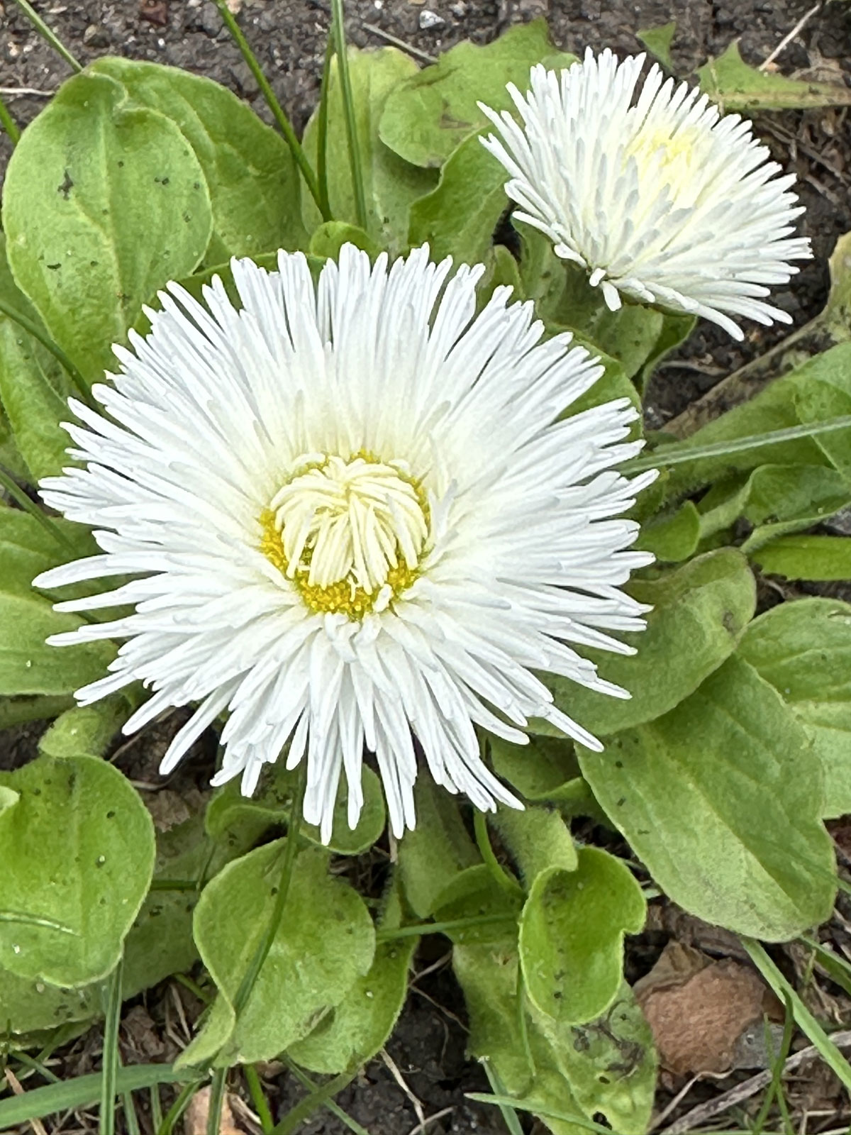 Маргаритка многолетняя (лат. Bellis perennis)