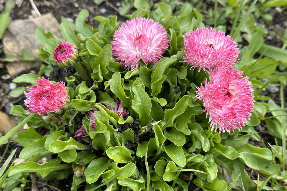 Маргаритка многолетняя (лат. Bellis perennis)