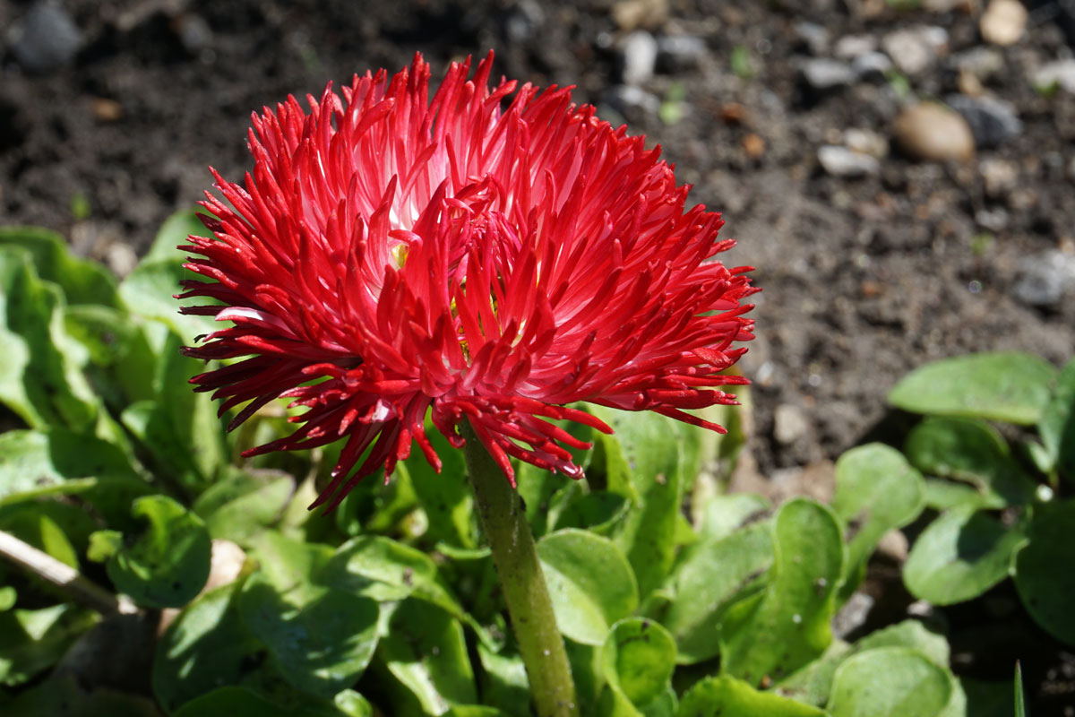Маргаритка многолетняя (лат. Bellis perennis)