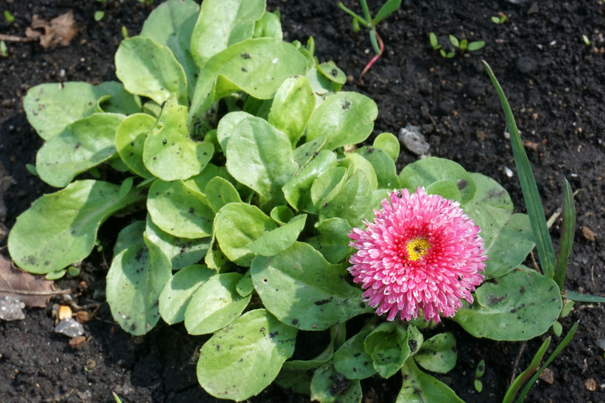 Маргаритка многолетняя (лат. Bellis perennis)