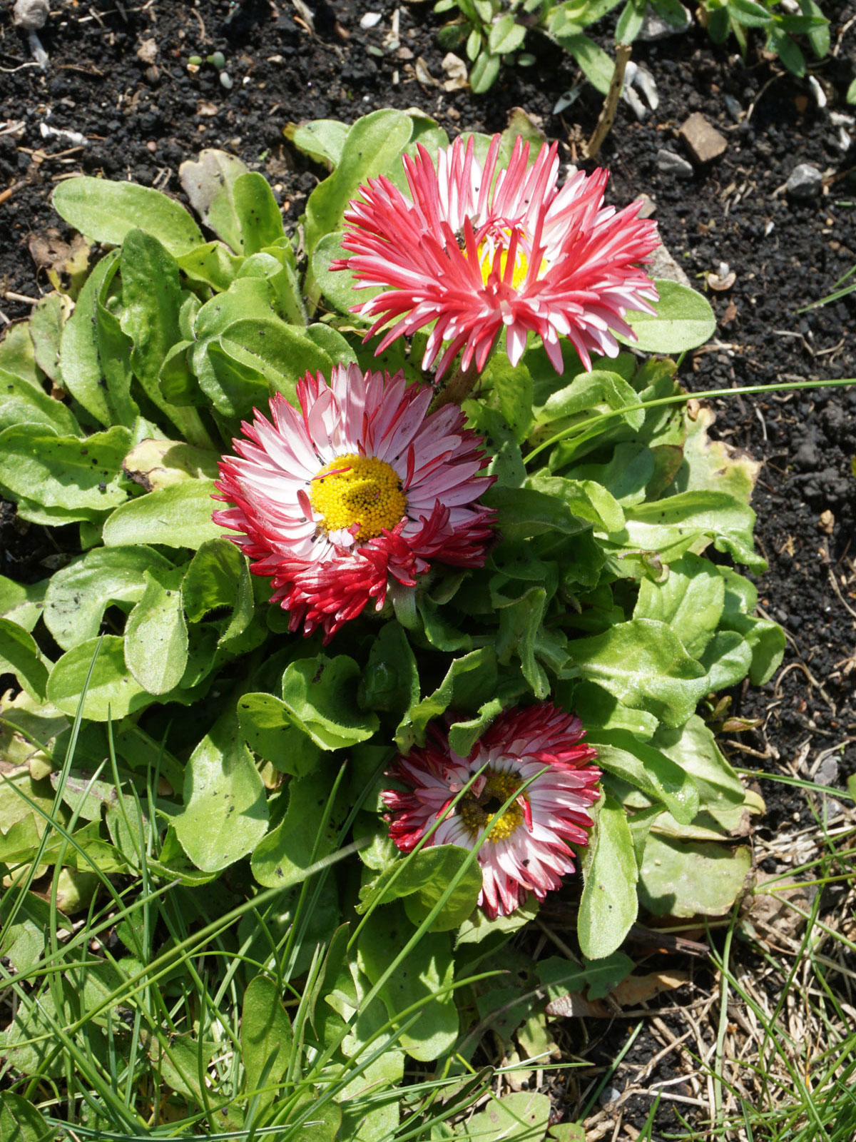 Маргаритка многолетняя (лат. Bellis perennis)