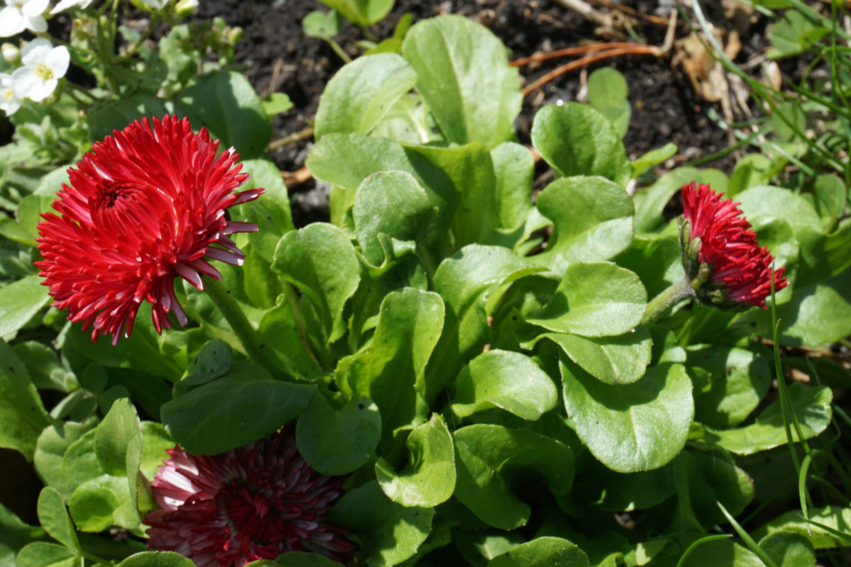 Маргаритка многолетняя (лат. Bellis perennis)
