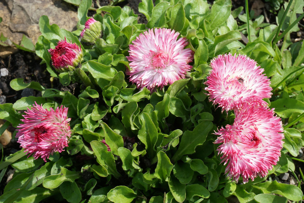 Маргаритка многолетняя (лат. Bellis perennis)