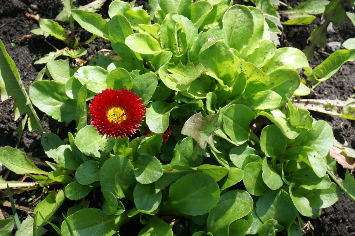 Маргаритка многолетняя (лат. Bellis perennis)