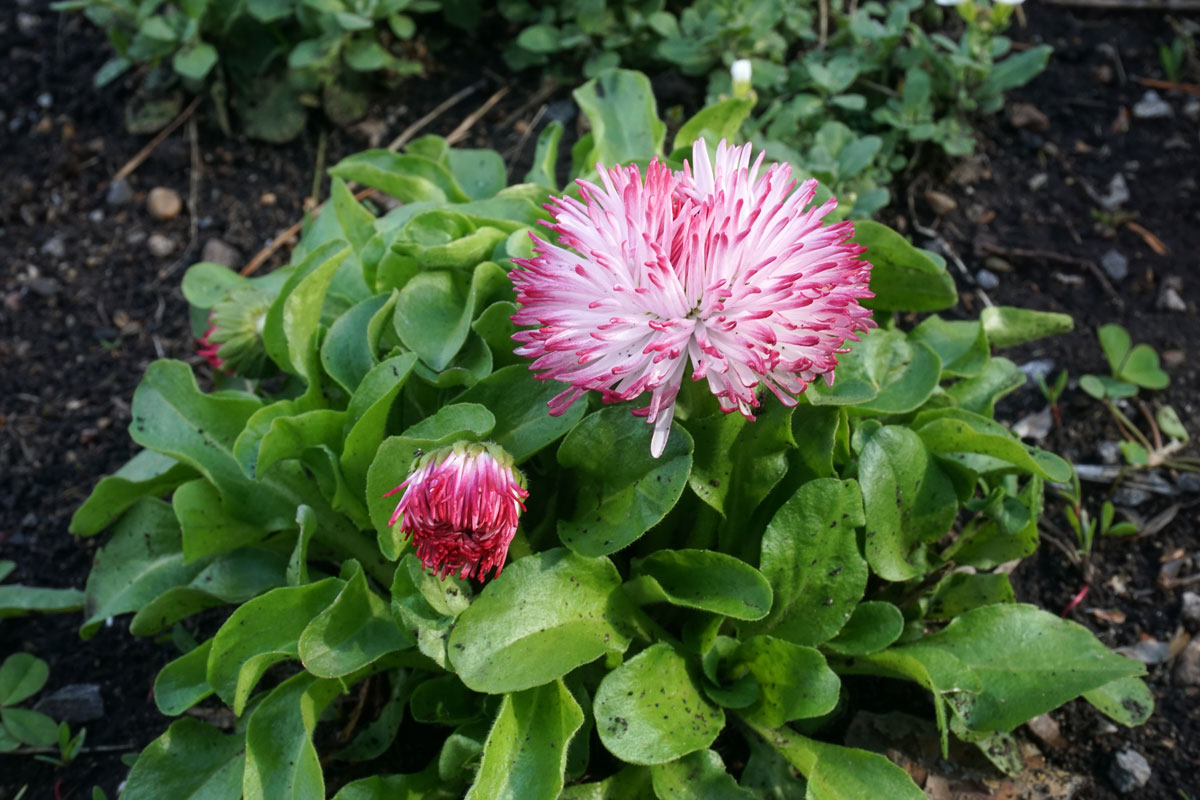 Маргаритка многолетняя (лат. Bellis perennis)