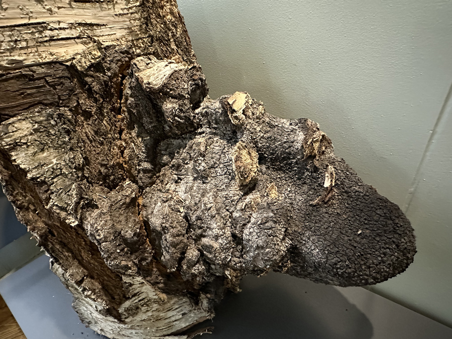 Береза повислая, спил с чагой. Возраст 280 лет