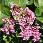 Бадан (лат. Bergenia)