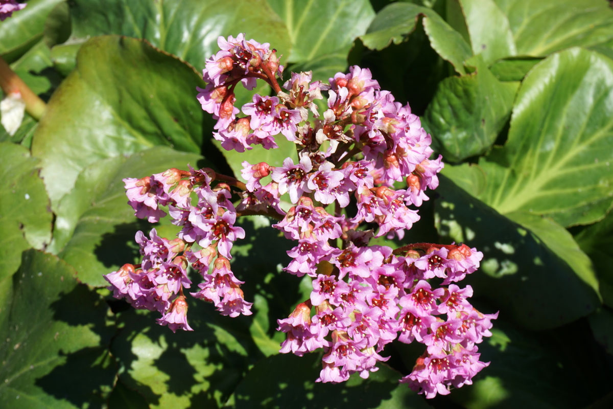 Бадан (лат. Bergenia)