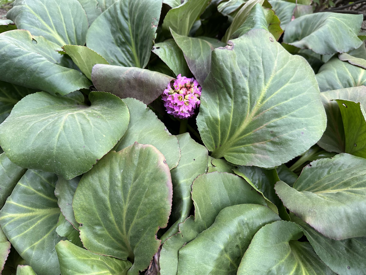 Бадан (лат. Bergenia)
