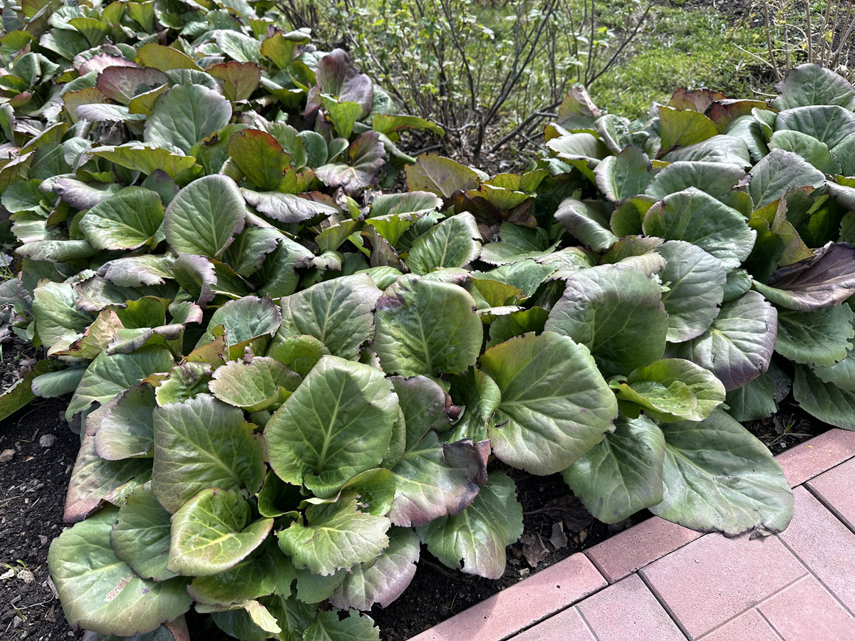 Бадан (лат. Bergenia)