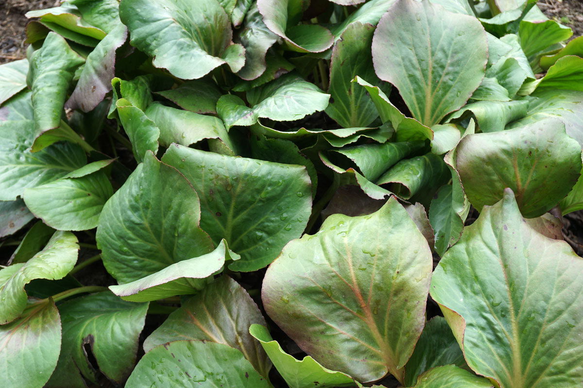 Бадан (лат. Bergenia)
